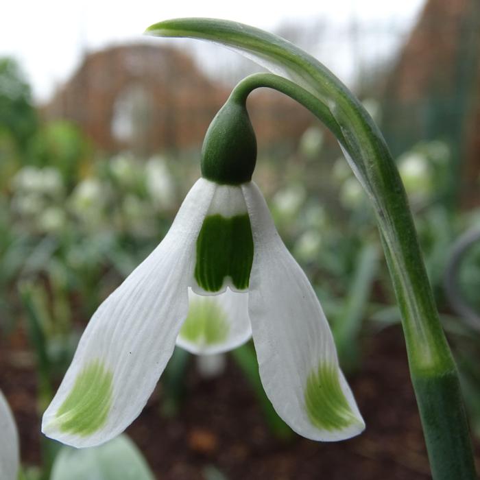 Galanthus 'Wifi Wavy' plant