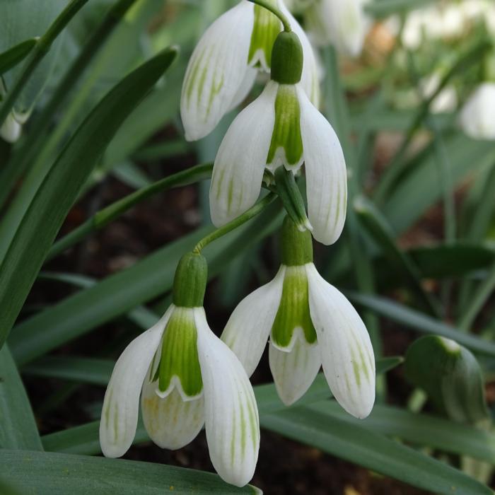 Galanthus 'Wifi Whiplash' plant