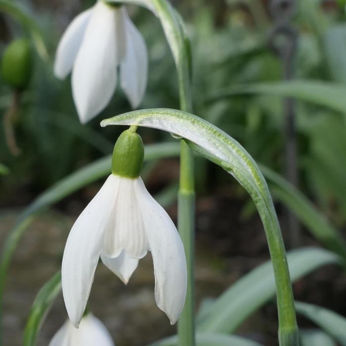 Galanthus 'Wifi White Rabbit' plant