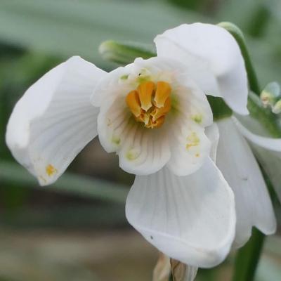 galanthus-wifi-white-rabbit_400.jpeg
