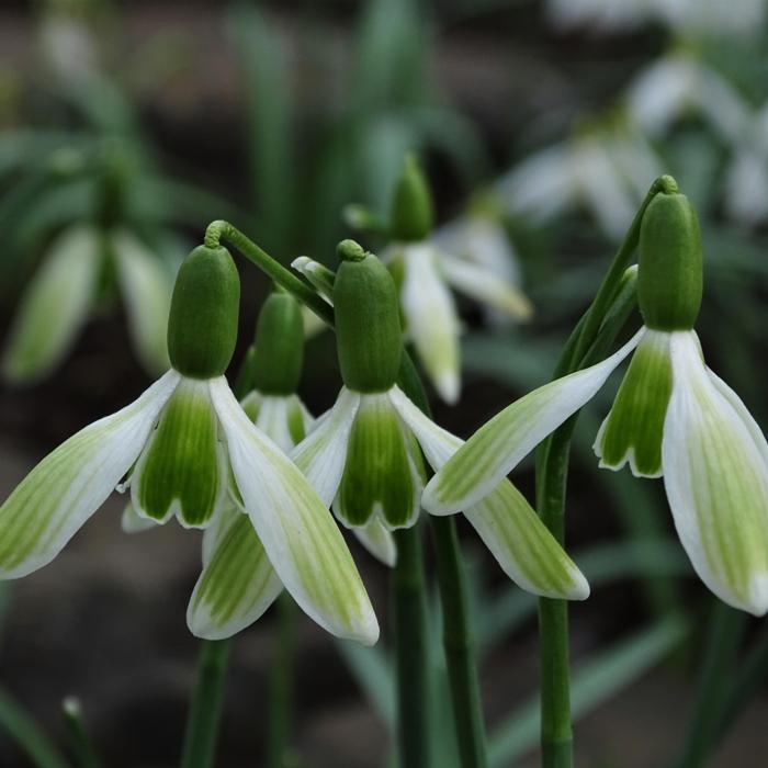 Galanthus 'Wifi White Spot' plant