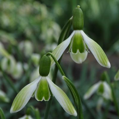 galanthus-wifi-white-spot_400.jpeg