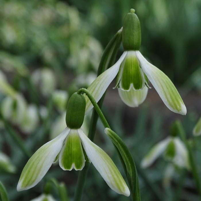 Galanthus 'Wifi White Spot' plant