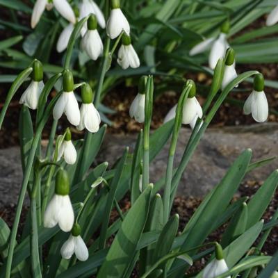 galanthus-wifi-wigwam_1_400.jpeg