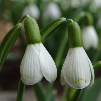 galanthus-wifi-wigwam