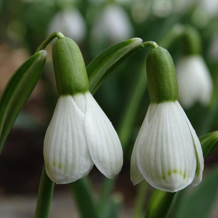 Galanthus 'Wifi Wigwam' plant