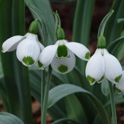 galanthus-wifi-wishes_1_400.jpeg