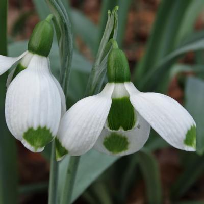 galanthus-wifi-wishes