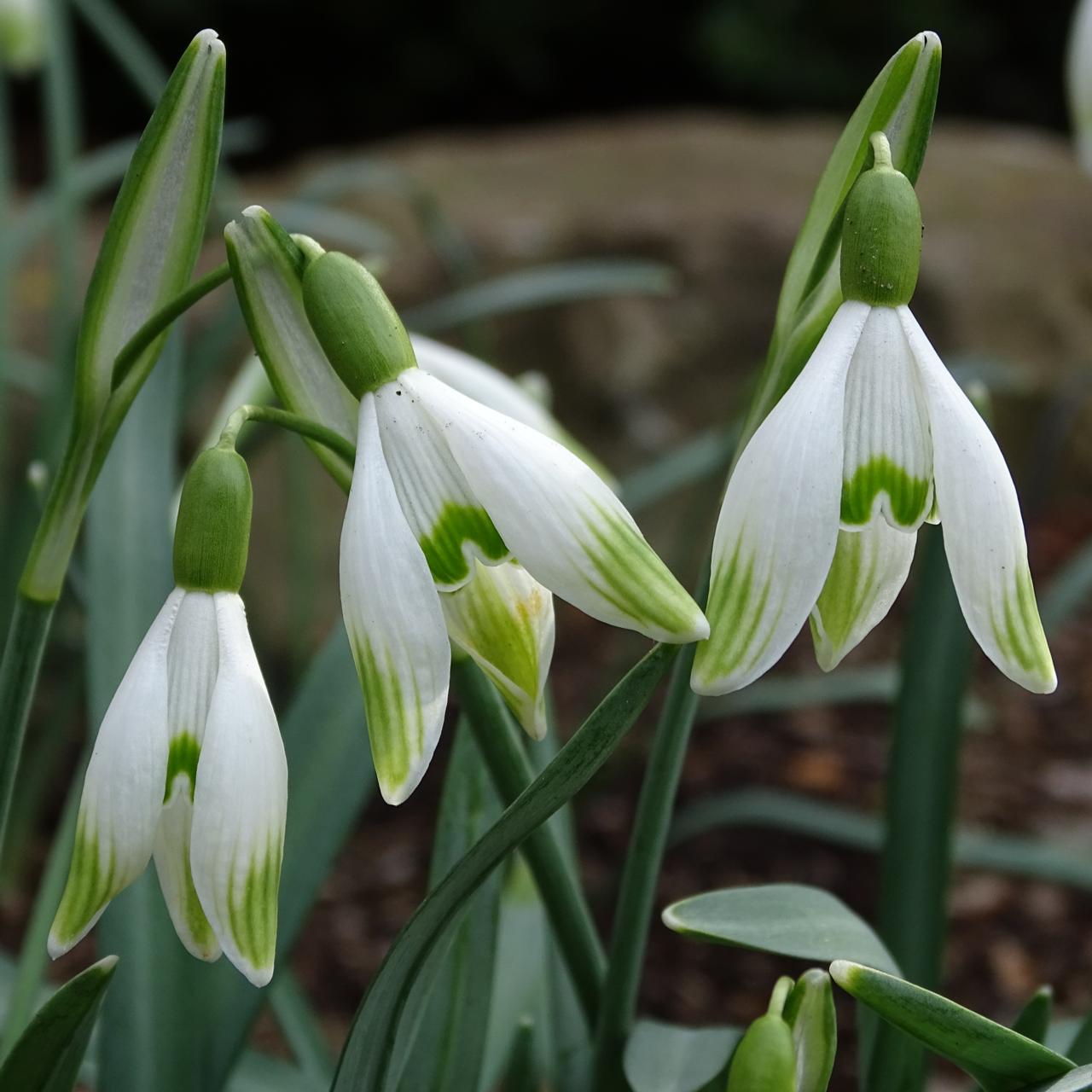 Galanthus 'Wifi With Flair' plant