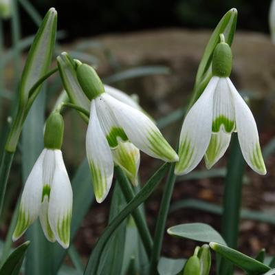 galanthus-wifi-with-flair_400.jpeg