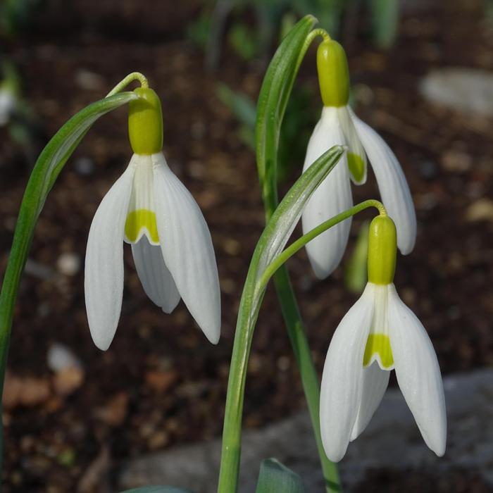 Galanthus 'Wifi Yellow Butternut' plant