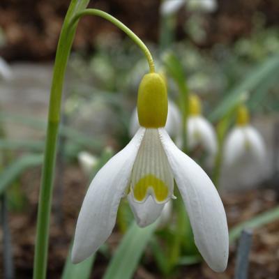 galanthus-wifi-yellow-butternut_400.jpeg
