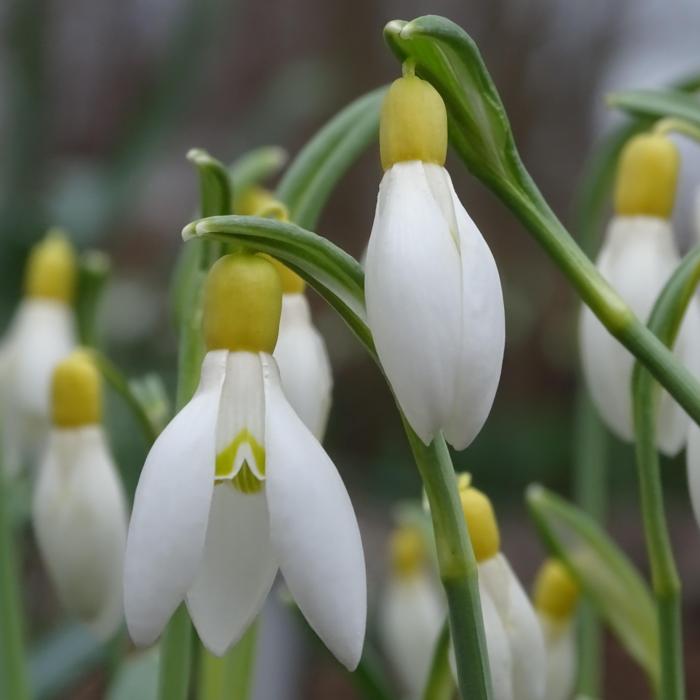 Galanthus 'Wifi Yellow Paprika' plant