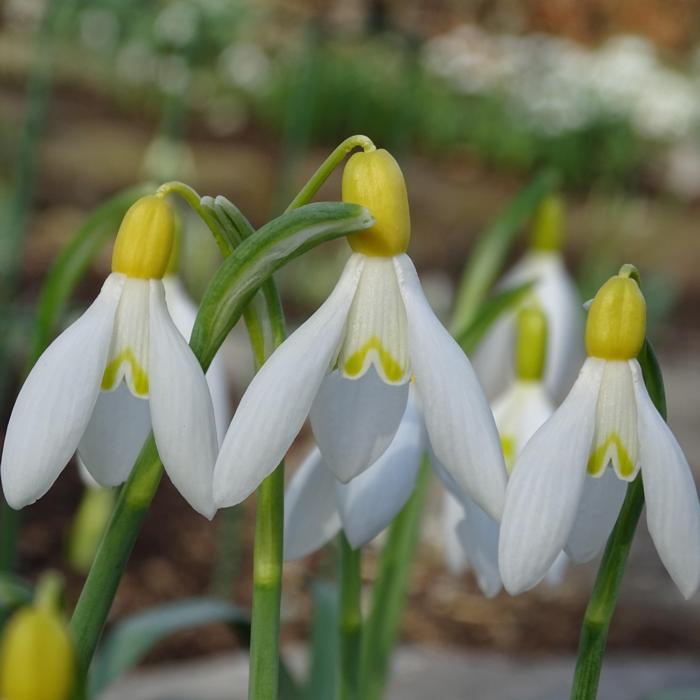 Galanthus 'Wifi Yellow Paprika' plant