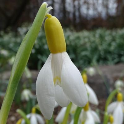 galanthus-wifi-yellow-zucchini_400.jpeg