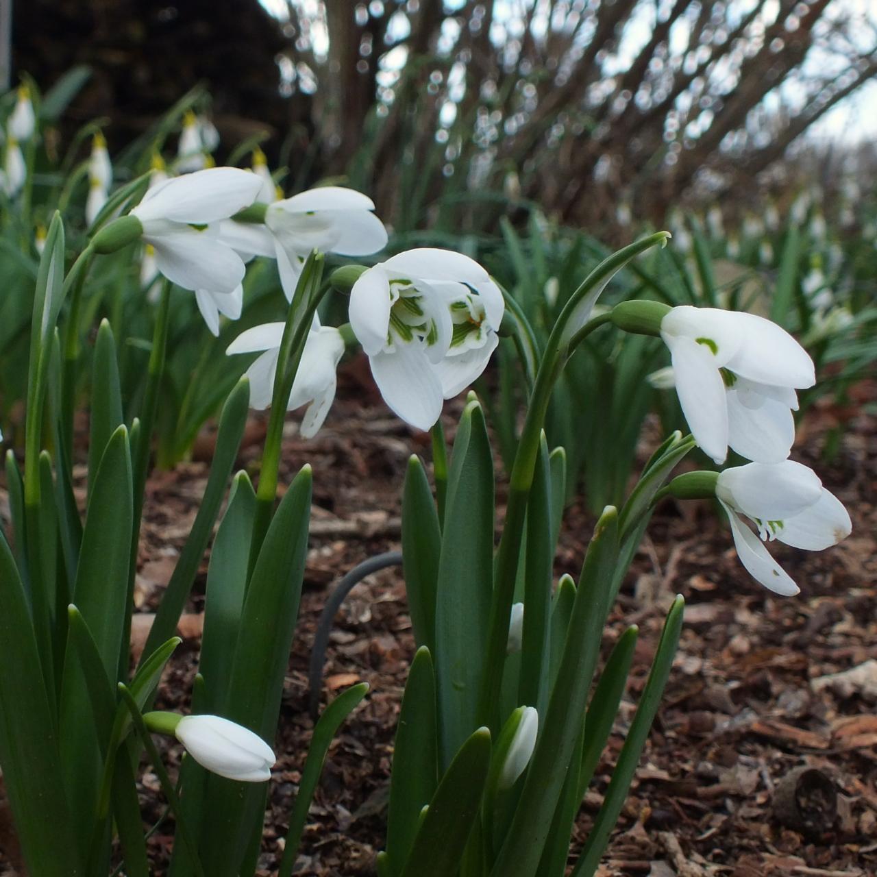 Galanthus 'William Louis' plant