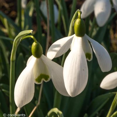 galanthus-william-thomson_400.jpeg