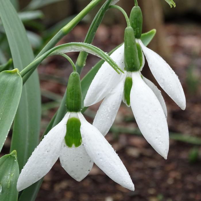 Galanthus 'Wolfgang Kletzing' plant