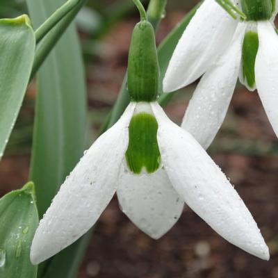 galanthus-wolfgang-kletzing