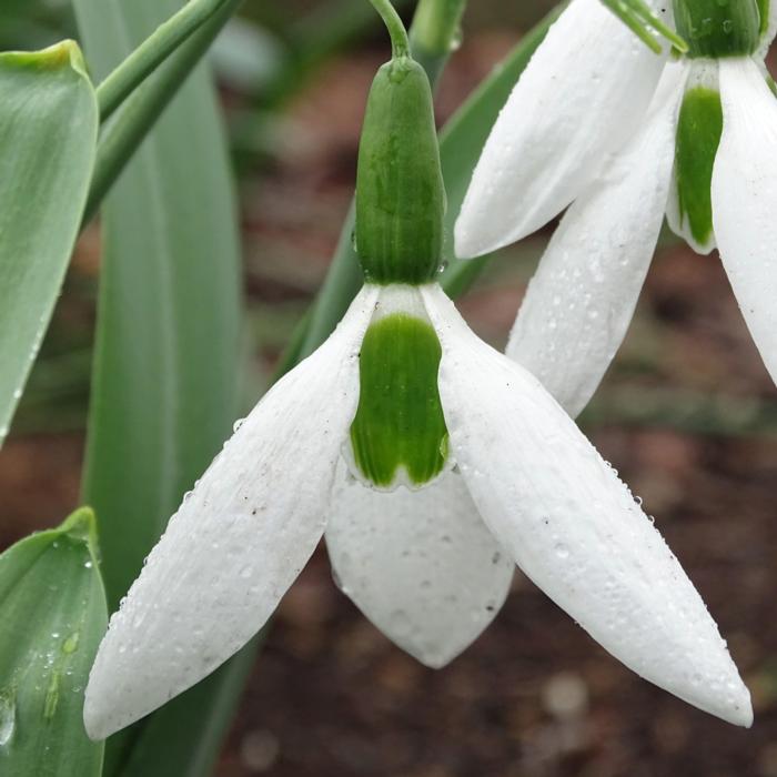 Galanthus 'Wolfgang Kletzing' plant