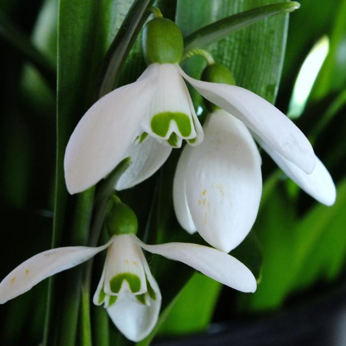 Galanthus woronowii 'Rodmarton Capella' plant