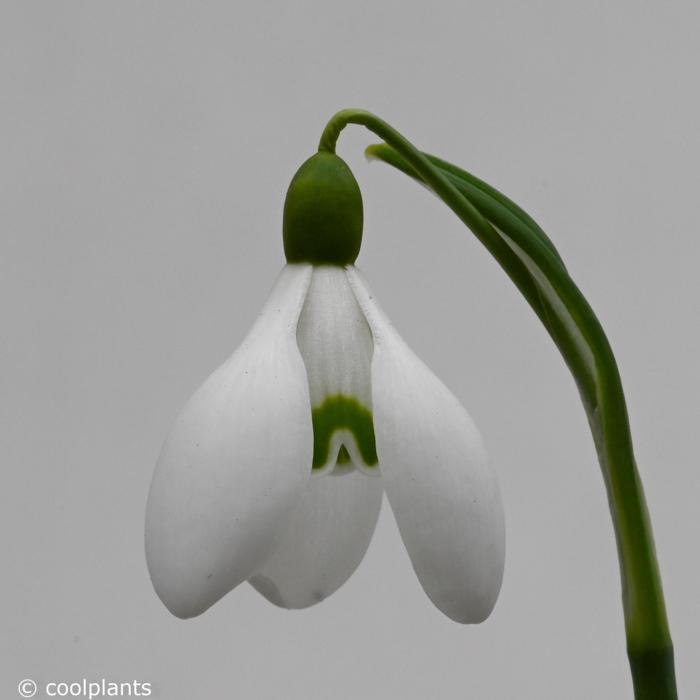 Galanthus woronowii 'Rodmarton Capella' plant