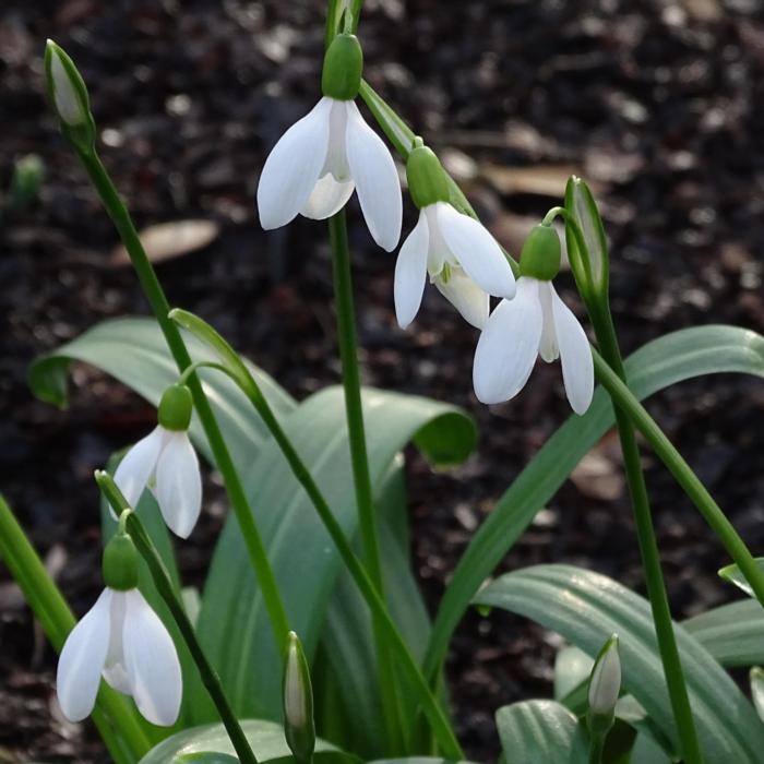 Galanthus woronowii 'The Naked Truth' plant