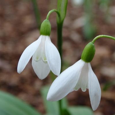 galanthus-woronowii-the-naked-truth_400.jpeg