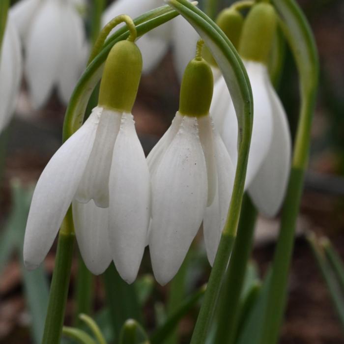 Galanthus 'Yellow Angel' plant