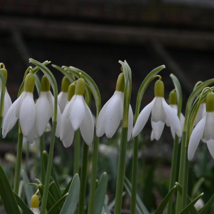 Galanthus 'Yellow Angel' plant