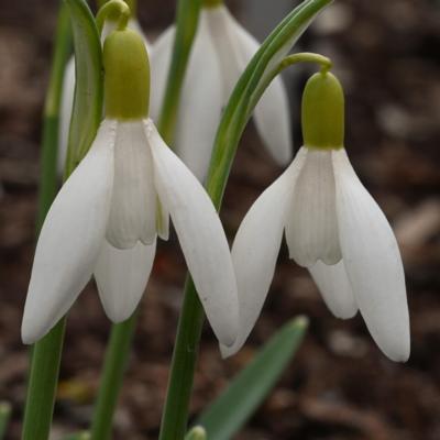 galanthus-yellow-angel