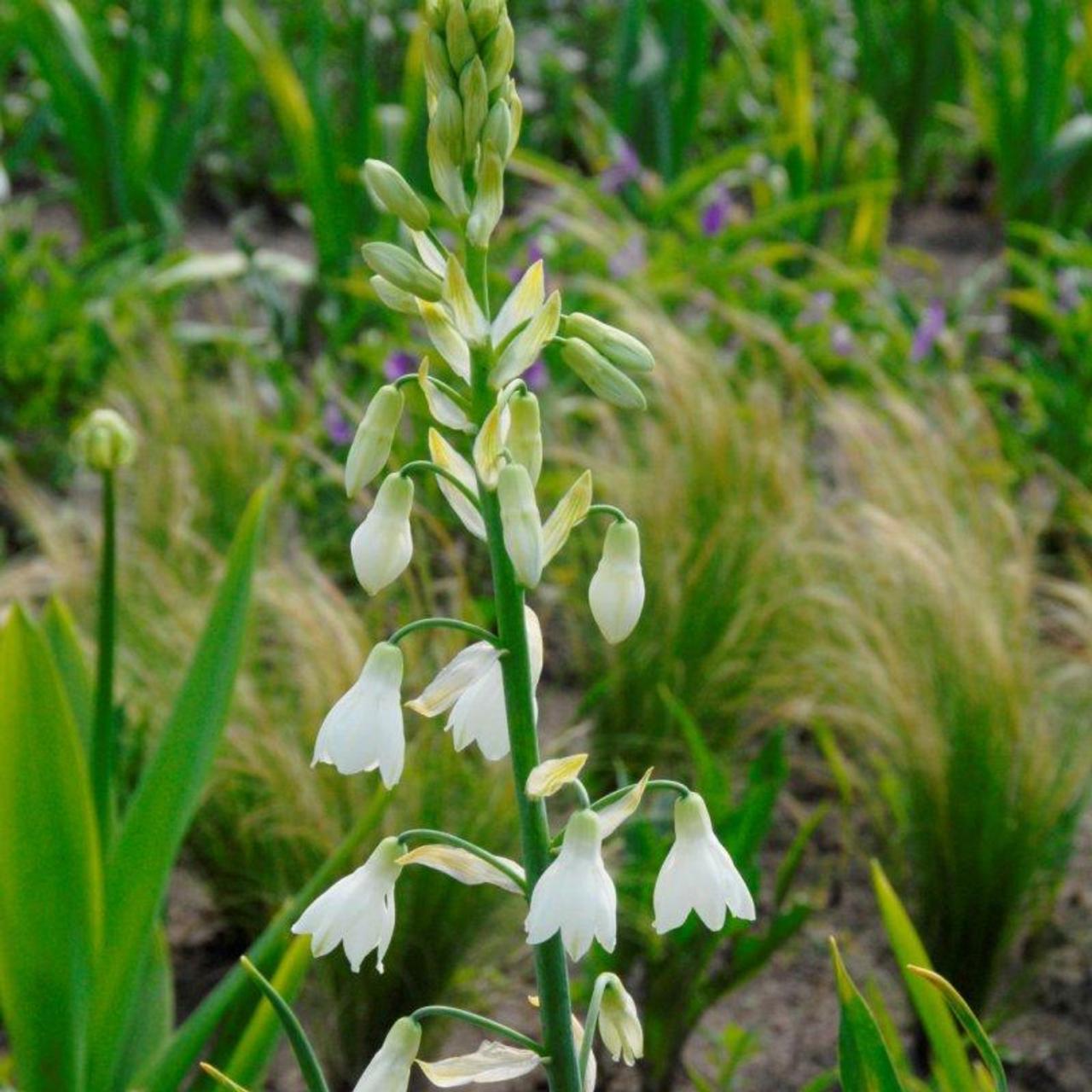 Galtonia candicans plant