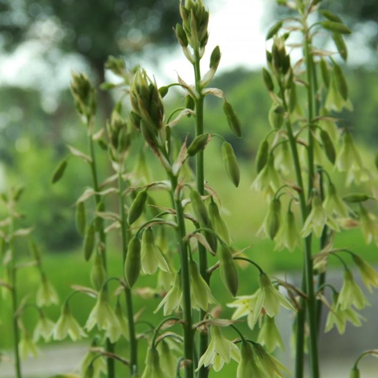 Galtonia viridiflora plant