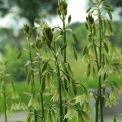 galtonia-viridiflora