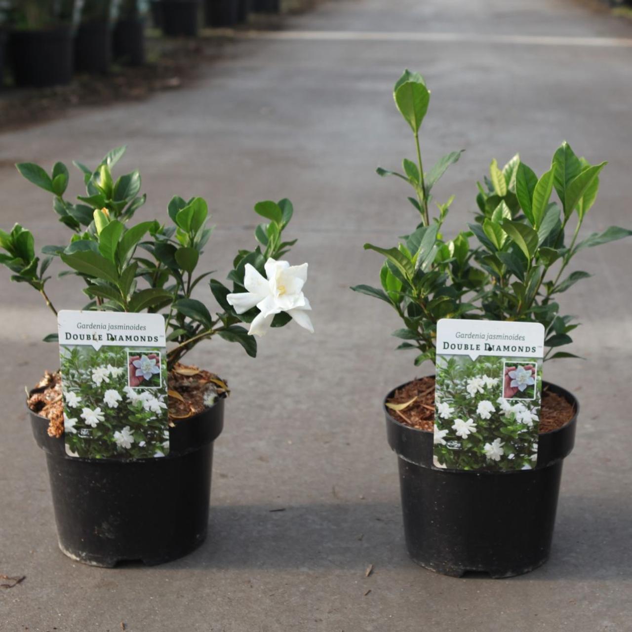 Gardenia jasminoides DOUBLE DIAMONDS plant