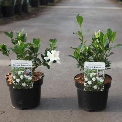 gardenia-jasminoides-double-diamonds