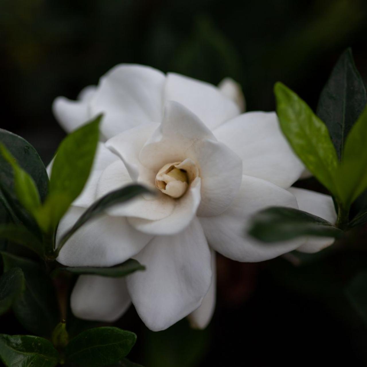 Gardenia jasminoides 'Double Mint' plant