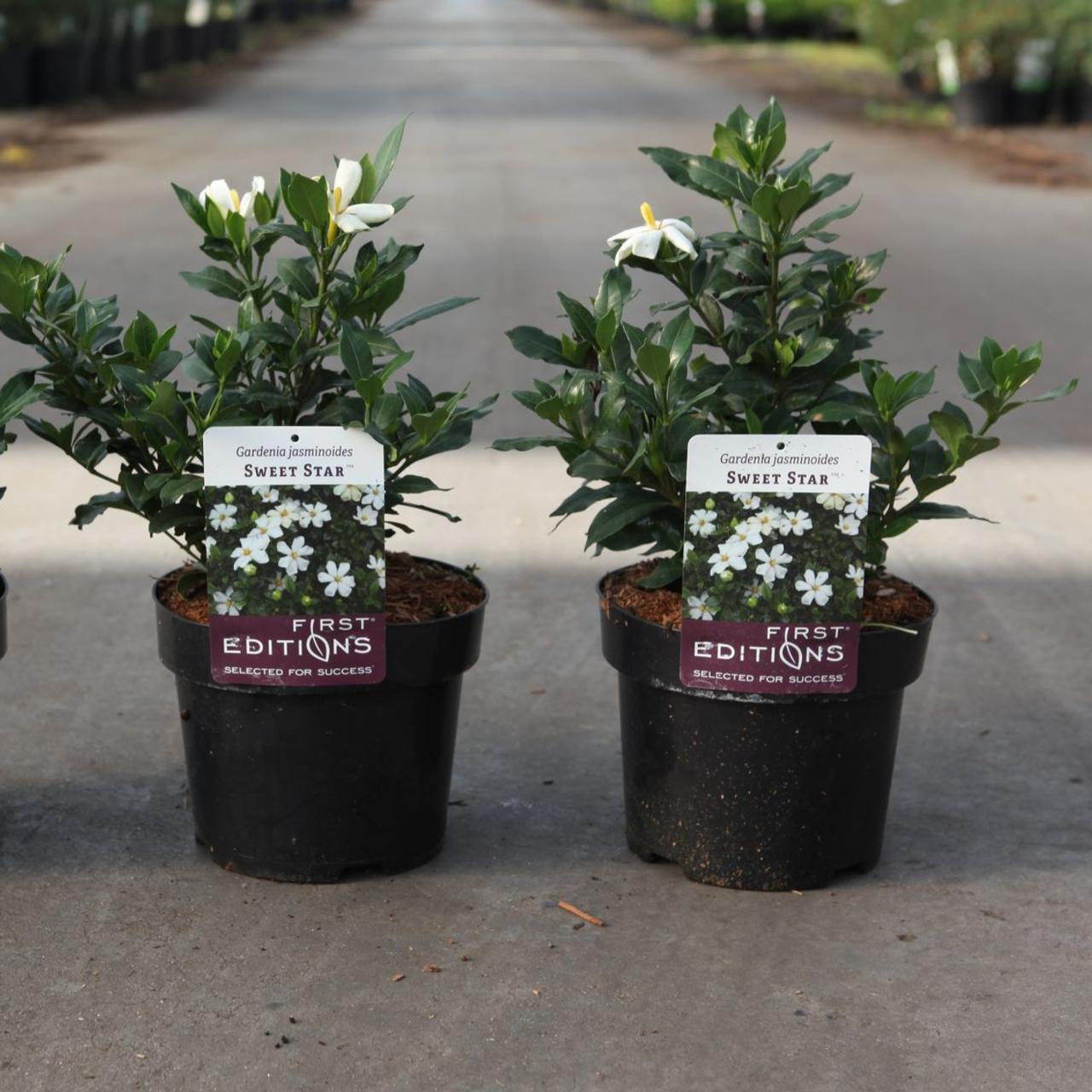 Gardenia jasminoides 'Sweet Star' plant