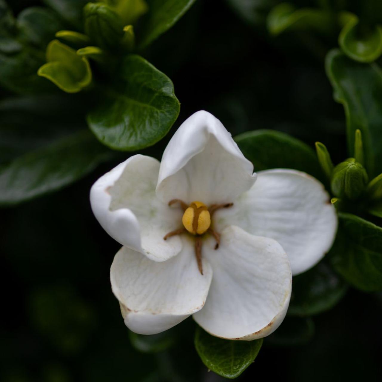 Gardenia 'Kleim's Hardy' plant