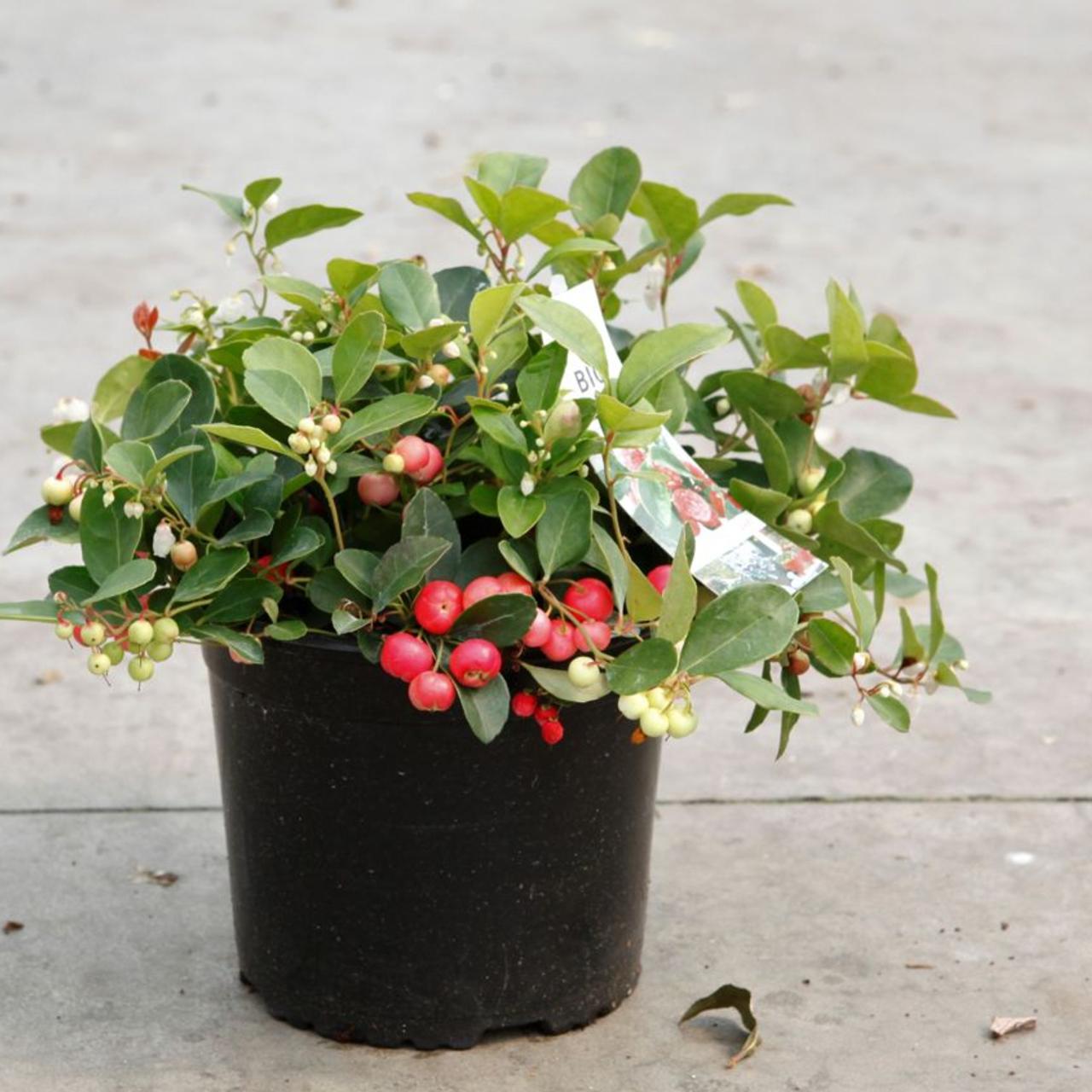 Gaultheria procumbens plant