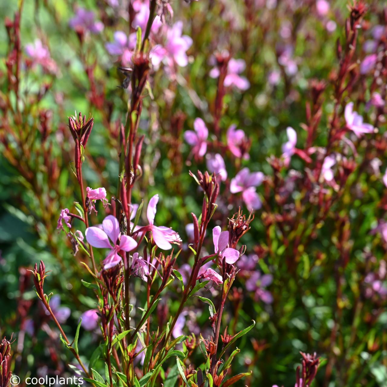 Gaura lindheimeri 'Baby Butterfly Dark Pink' plant