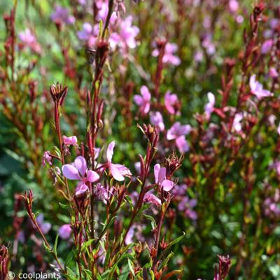 gaura-lindheimeri-baby-butterfly-dark-pink