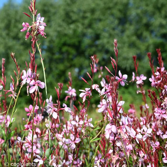 Gaura lindheimeri 'Cherry Brandy' plant