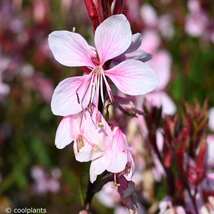 Gaura lindheimeri 'Cherry Brandy' plant