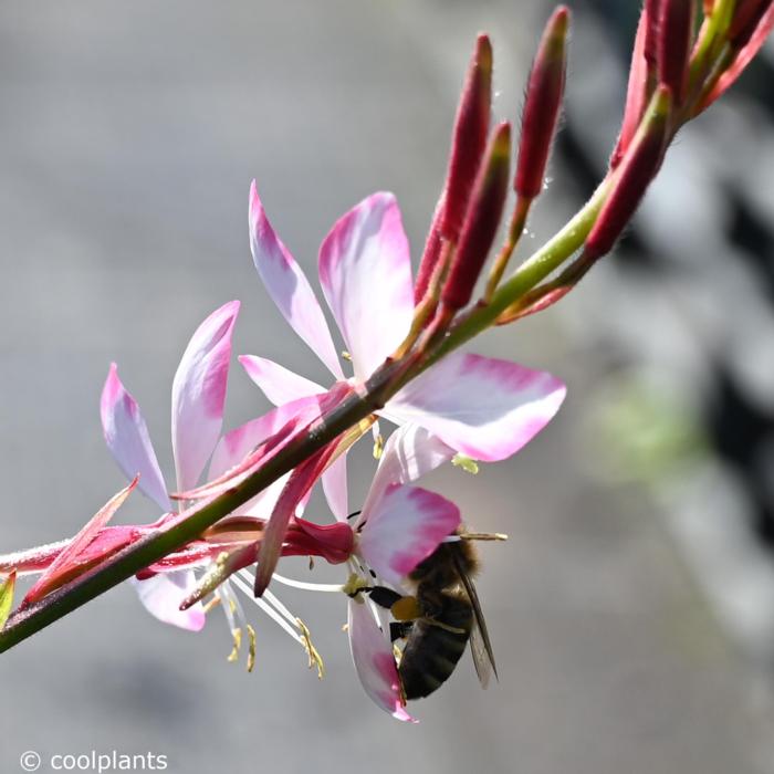 Gaura lindheimeri 'Rosy Jane' plant