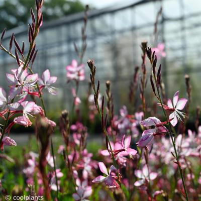 gaura-lindheimeri-rosy-jane