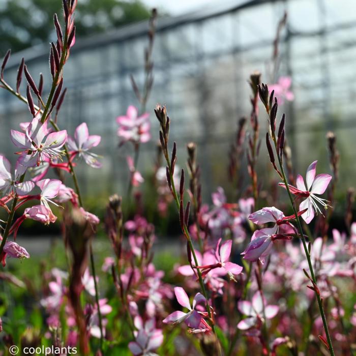 Gaura lindheimeri 'Rosy Jane' plant