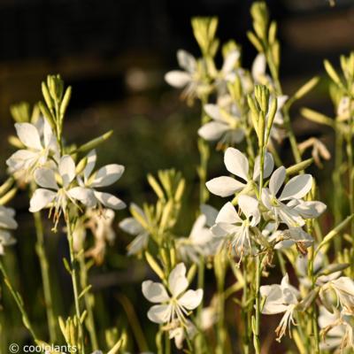 gaura-lindheimeri-snowbird