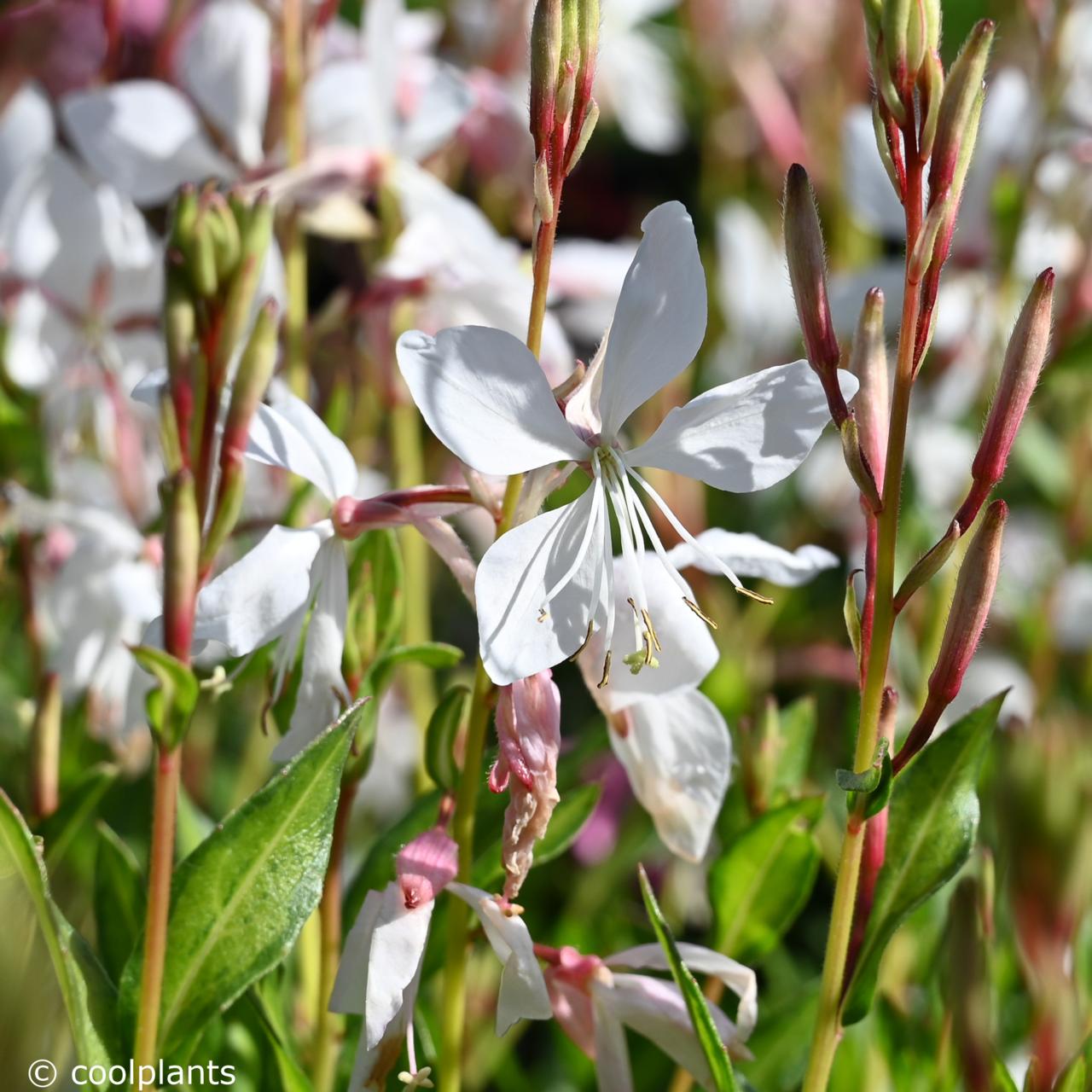 Gaura lindheimeri 'White Dove' plant