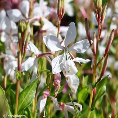 gaura-lindheimeri-white-dove